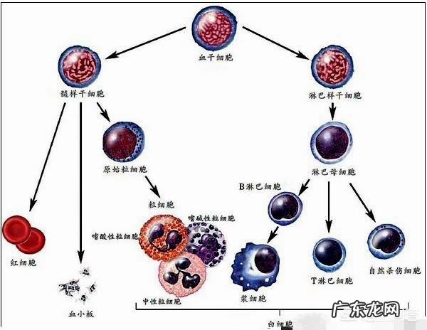 血常规检查主要查哪几项?