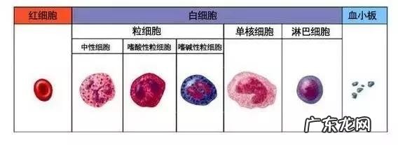 血常规检查主要查哪几项?