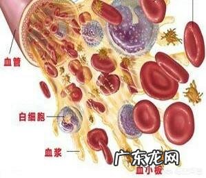 血常规检查主要查哪几项?