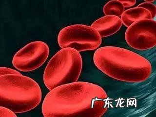 血常规检查主要查哪几项?