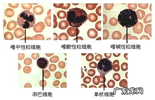 血常规检查主要查哪几项?