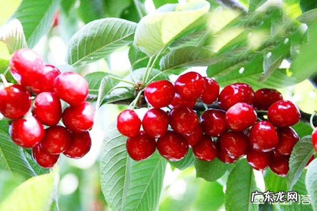 孕妇怀孕时吃水果比较多，这样对宝宝的发育好吗？