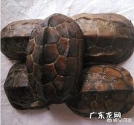 乌龟壳有什么作用和功效？