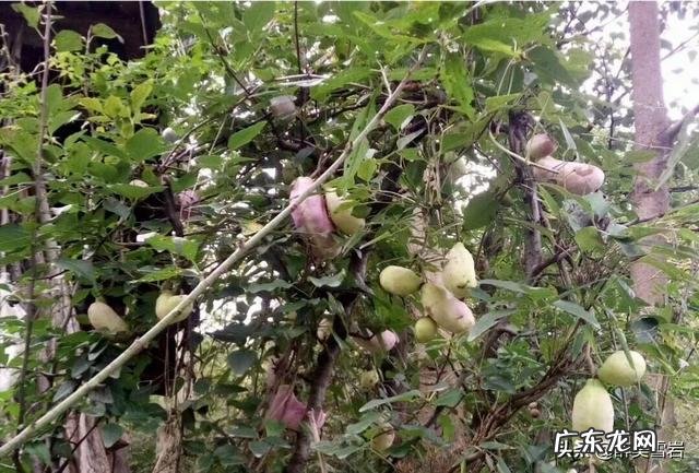 八月瓜北方能种植吗,怎么样?