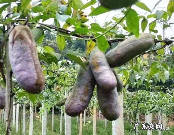 八月瓜北方能种植吗,怎么样?