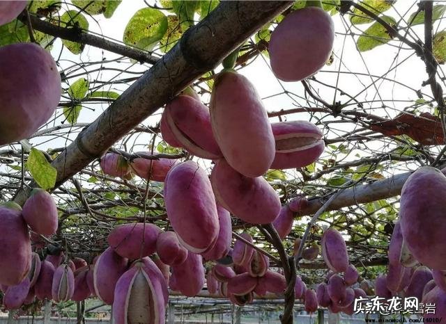 八月瓜北方能种植吗,怎么样?