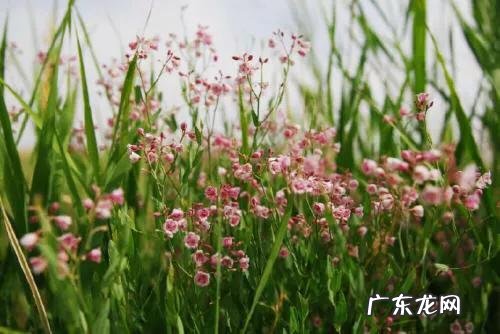 罗布麻茶为什么是咸的?