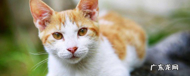 猫见黄瓜为什么会怕