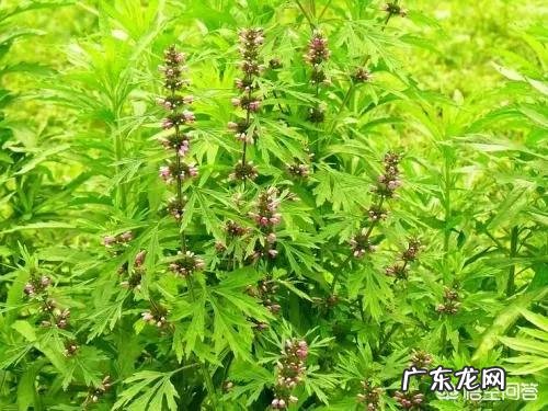 怀孕了，还能吃放在冰箱一年多的蜂蜜吗？需要注意什么？
