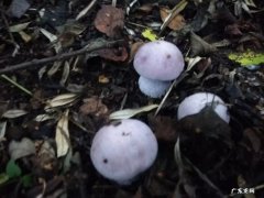 独脚菇的保存方法