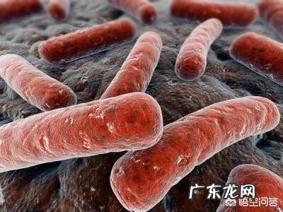 卡介苗是什么,有何作用?