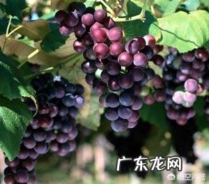 如果怀孕的时候经常吃葡萄，胎儿会过大吗？为什么？