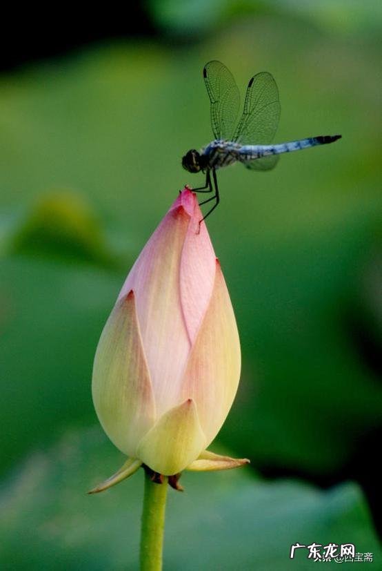 有什么赞美夏天的诗词歌赋吗?厌恶夏天的呢?