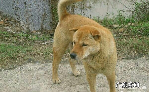 中国本土有比较受欢迎的哪些犬种?