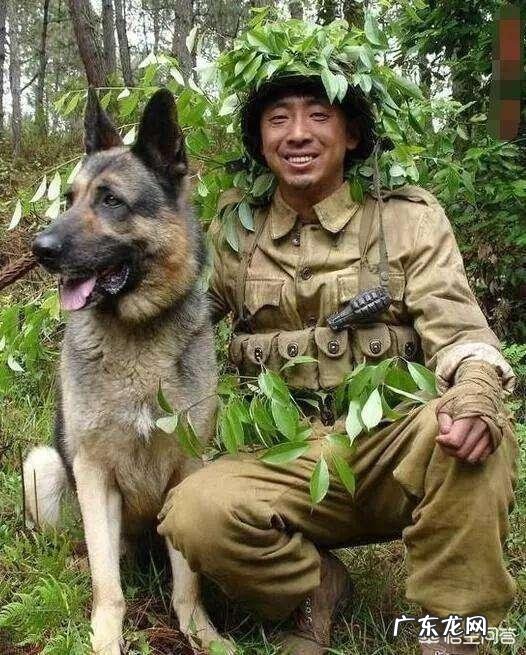 中国本土有比较受欢迎的哪些犬种?