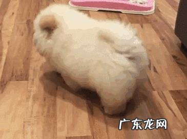 中国本土有比较受欢迎的哪些犬种?