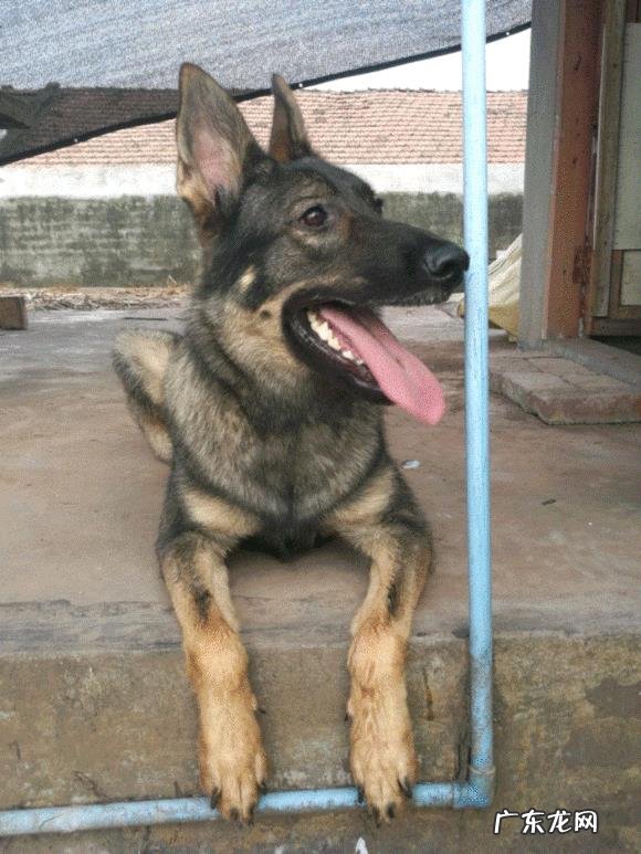 中国本土有比较受欢迎的哪些犬种?