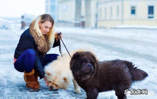 中国本土有比较受欢迎的哪些犬种?