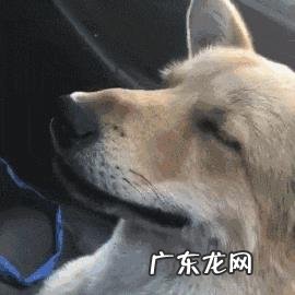 中国本土有比较受欢迎的哪些犬种?