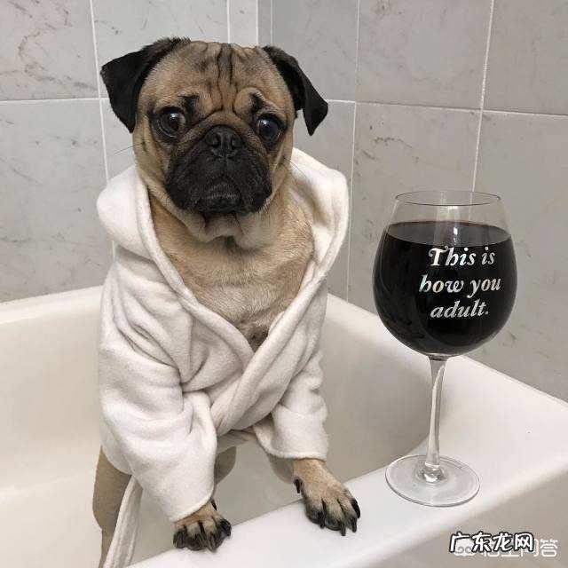 中国本土有比较受欢迎的哪些犬种?