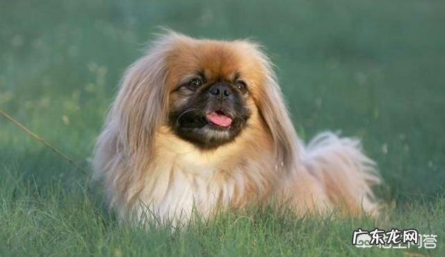 中国本土有比较受欢迎的哪些犬种?