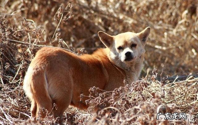 中国本土有比较受欢迎的哪些犬种?