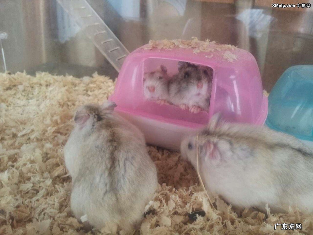 仓鼠怎么喂养才会跟人很亲近