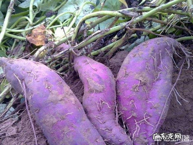 圆紫薯和长形紫薯营养价值一样吗？
