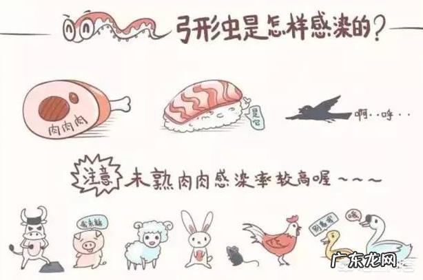 吸猫到底有没有可能感染弓形虫?