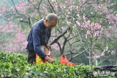 茶叶行业是暴利行业吗？手炒茶好还是机炒茶好？您们怎么看？