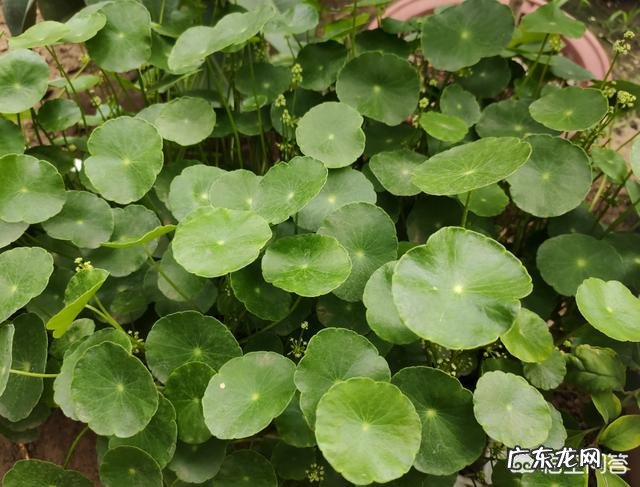 如何把铜钱草养到荷叶大但不倒伏?