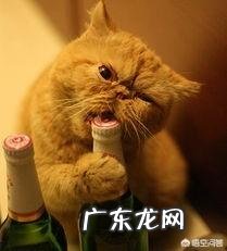 瓜子牙是什么意思?