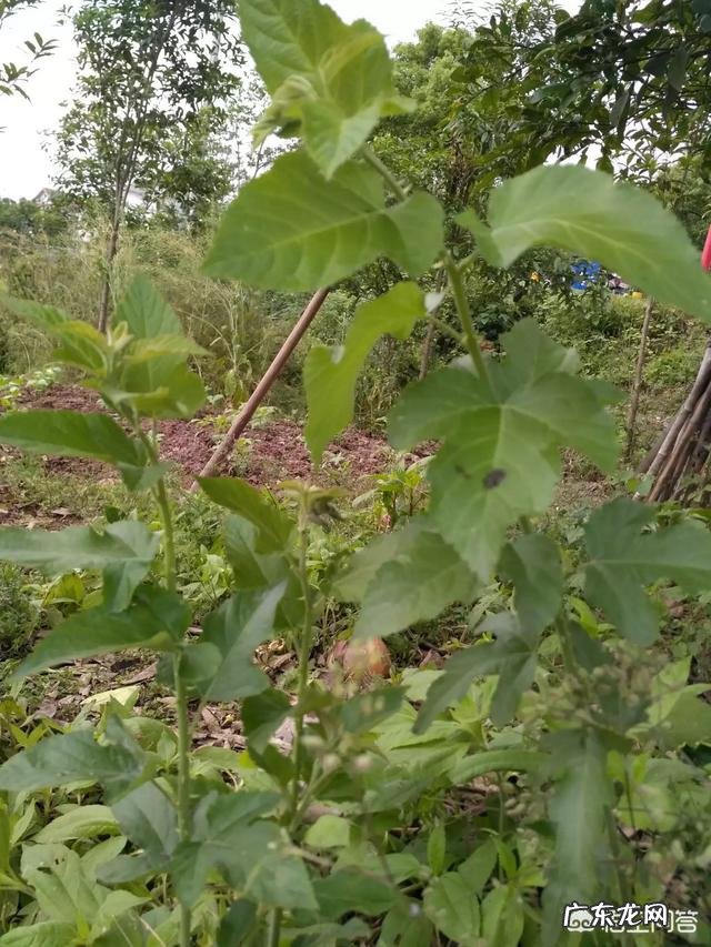 在农村山上常见的“蛇莓”,它有着怎样的药用价值?