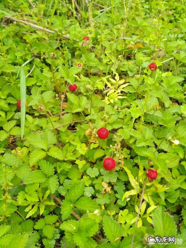 在农村山上常见的“蛇莓”,它有着怎样的药用价值?