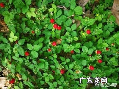 在农村山上常见的“蛇莓”,它有着怎样的药用价值?
