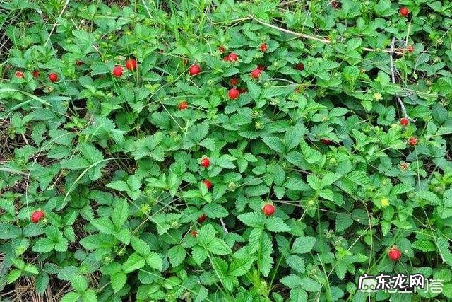 在农村山上常见的“蛇莓”,它有着怎样的药用价值?