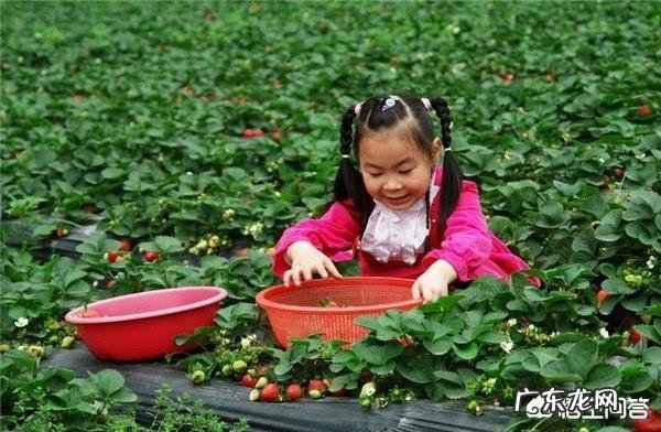 为什么有些地方的农村采摘园水果价格比市面上贵很多?