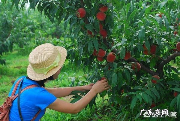 为什么有些地方的农村采摘园水果价格比市面上贵很多?