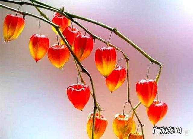 灯笼果是哪里的特产?有什么功效吗?