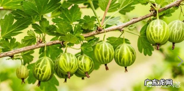 灯笼果是哪里的特产?有什么功效吗?