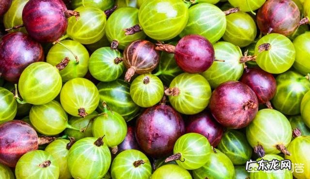 灯笼果是哪里的特产?有什么功效吗?