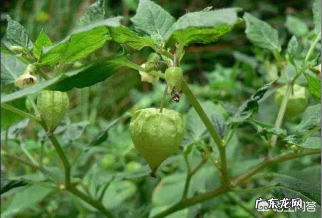 灯笼果是哪里的特产?有什么功效吗?