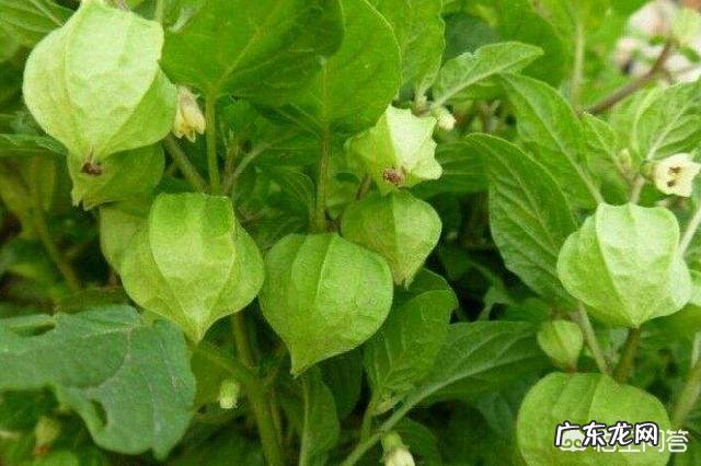 灯笼果是哪里的特产?有什么功效吗?