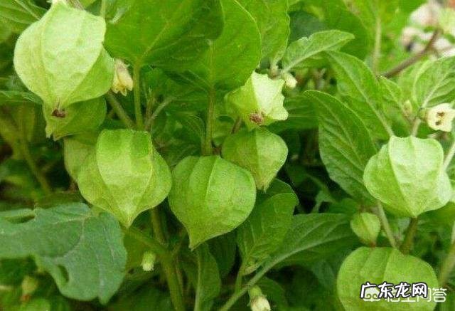 灯笼果是哪里的特产?有什么功效吗?