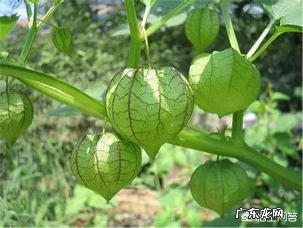 灯笼果是哪里的特产?有什么功效吗?