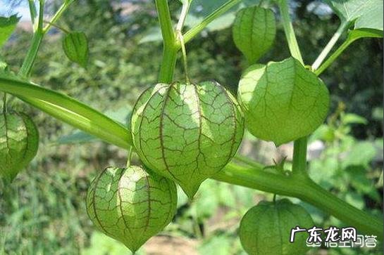 灯笼果是哪里的特产?有什么功效吗?