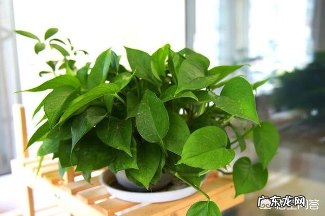 香蕉皮有什么用处?