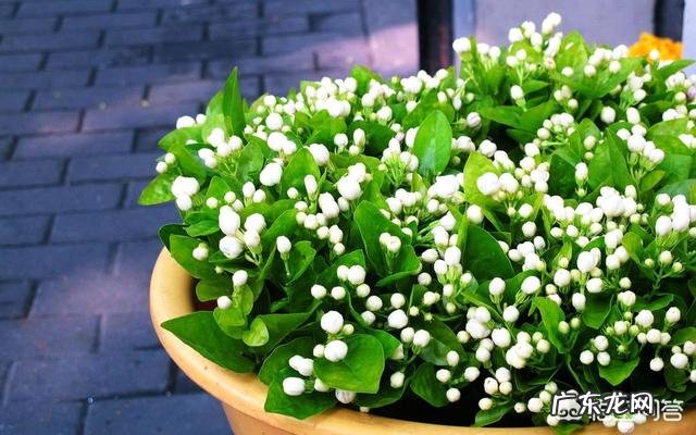 香蕉皮有什么用处?