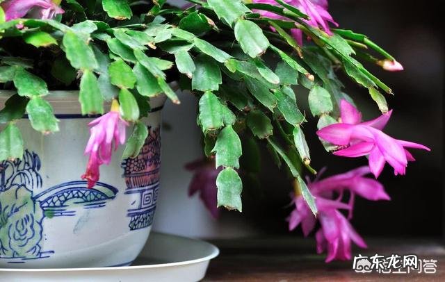 香蕉皮有什么用处?