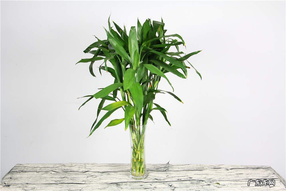富贵竹叶子发黄怎么办水养